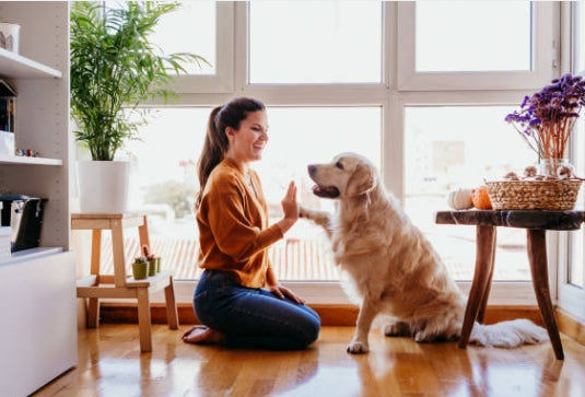 Amusement et Stimulation pour Votre Chien !